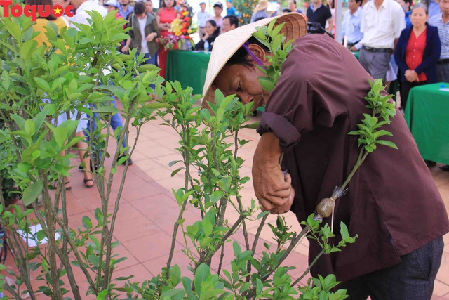 Thiếu nữ duyên dáng trong ngày hội quất cảnh ở Hội An - Ảnh 22.