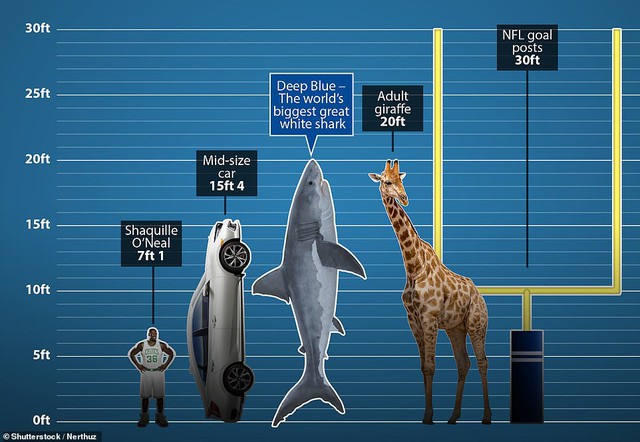 Lộ diện cá mập trắng lớn nhất thế giới đang có đại tiệc cá voi - Ảnh 4.