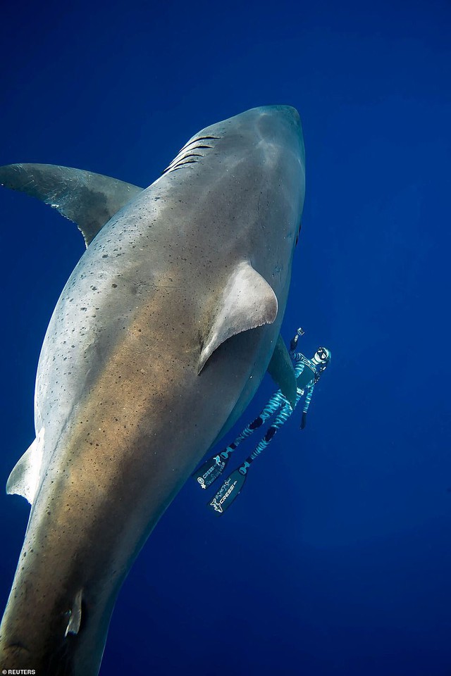 Lộ diện cá mập trắng lớn nhất thế giới đang có đại tiệc cá voi - Ảnh 3.