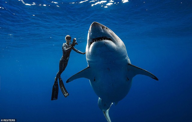 Lộ diện cá mập trắng lớn nhất thế giới đang có đại tiệc cá voi - Ảnh 2.