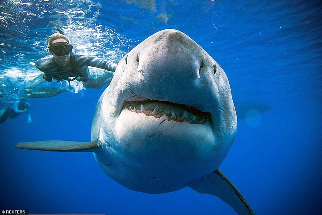 Lộ diện cá mập trắng lớn nhất thế giới đang có đại tiệc cá voi - Ảnh 1.