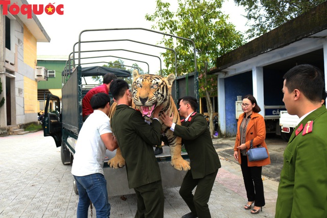 Bàn giao bộ da hổ quý cho Bảo tàng Thiên nhiên Duyên hải miền Trung - Ảnh 1.