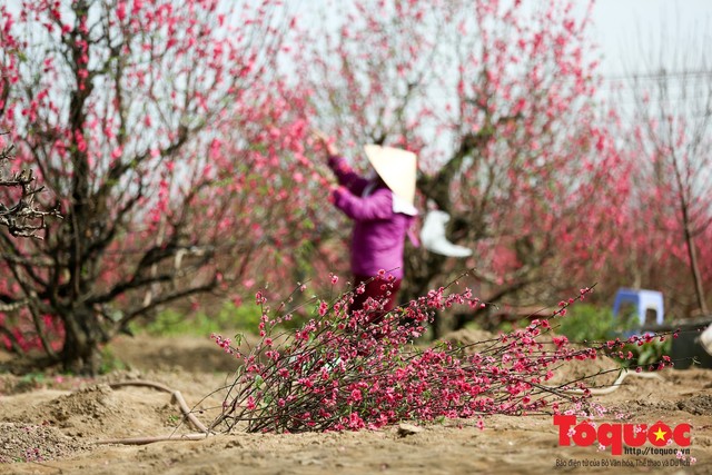 Người trồng đào Nhật Tân mất Tết vì thời tiết thất thường, đào bung nở sớm - Ảnh 10.