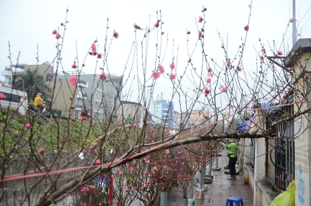 Bất chấp mưa lạnh, người Hà Nội vẫn tìm về chợ hoa Quảng Bá để chơi đào sớm - Ảnh 6.