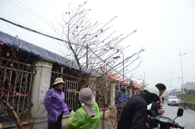 Bất chấp mưa lạnh, người Hà Nội vẫn tìm về chợ hoa Quảng Bá để chơi đào sớm - Ảnh 12.