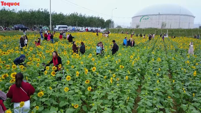 Hàng ngàn lượt khách check-in cánh đồng hoa hướng dương rực rỡ ở Quảng Bình  - Ảnh 1.