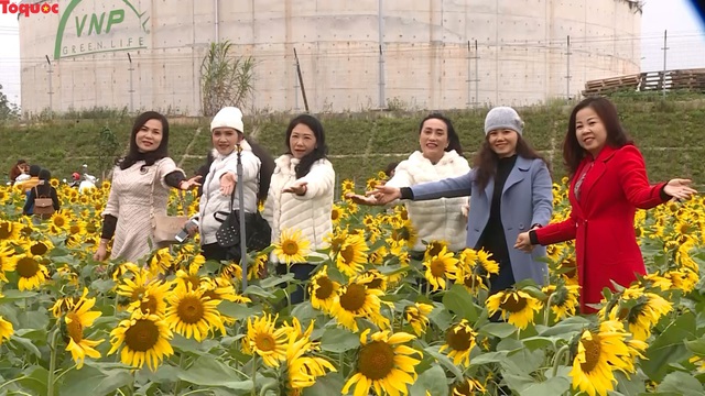 Hàng ngàn lượt khách check-in cánh đồng hoa hướng dương rực rỡ ở Quảng Bình  - Ảnh 2.