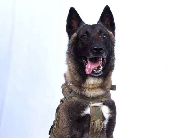 Tại sao danh tính chú chó quân đội bị thương trong chiến dịch tiêu diệt trùm khủng bố IS - không thể bị tiết lộ? - Ảnh 1.