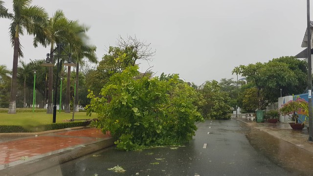 Mưa lớn, nhiều cây xanh ngã đổ ở Đà Nẵng  - Ảnh 9.