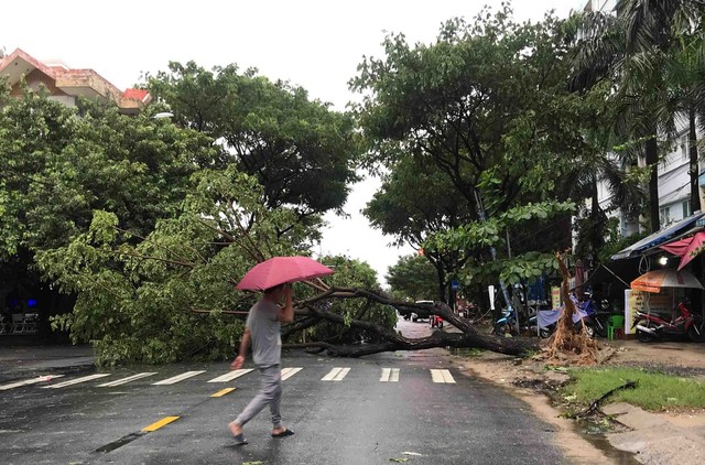 Mưa lớn, nhiều cây xanh ngã đổ ở Đà Nẵng  - Ảnh 8.