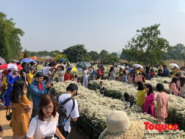 Chen chân chụp ảnh cúc họa mi nở sớm nhất Hà Nội - Ảnh 6. Chen chân chụp ảnh cúc họa mi nở sớm nhất Hà Nội - Ảnh 6.