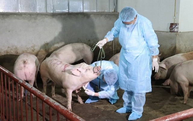 Chính phủ yêu cầu phòng chống dịch tả lợn châu Phi, có phương án tái đàn hợp lý - Ảnh 1.