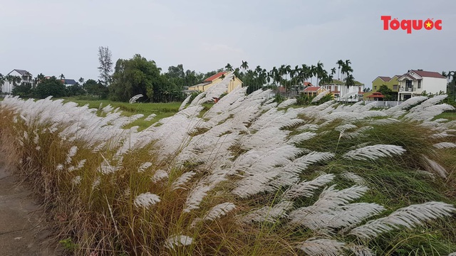 Mê mẩn mùa lau trắng ở Đà Nẵng  - Ảnh 13.