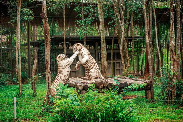 Vinpearl Safari đăng cai tổ chức hội nghị bảo tồn và phúc trạng động vật lớn nhất Đông Nam Á - Ảnh 5.