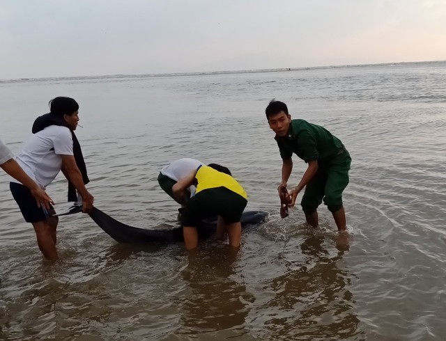 Cứu rùa xanh quý hiếm bị thương, cá heo mắc cạn ở bờ biển Hội An  - Ảnh 2.