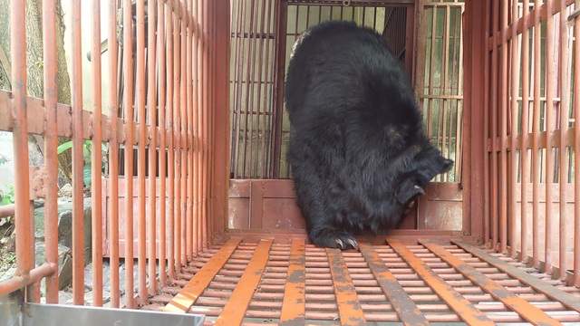 Trường Xiếc Hà Nội chuyển giao một cá thể gấu ngựa cho Tổ chức Động vật châu Á - Ảnh 2.