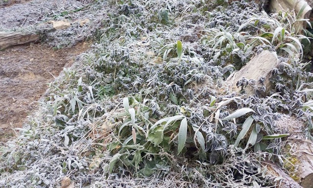 Ảnh: Nhiệt độ giảm sâu, băng giá xuất hiện ở miền tây Nghệ An - Ảnh 6.