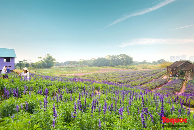 Vẻ đẹp ngỡ ngàng của cánh đồng hoa Nữ hoàng xanh như trời Âu giữa Hà Nội - Ảnh 11.