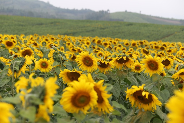 Mãn nhãn với vẻ đẹp &quot;đượm vàng&quot; của cánh đồng hoa hướng dương lớn nhất Việt Nam tại Nghệ An - Ảnh 7.