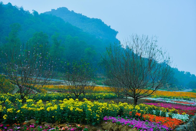 Ngắm thung lũng hoa tuyệt đẹp chuẩn bị chào đón du khách đến Lễ hội hoa Xuân Bái Đính 2019 - Ảnh 2.