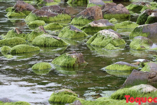Đẹp ngỡ ngàng mùa rêu xanh tại rạn Nam Ô - Ảnh 6.