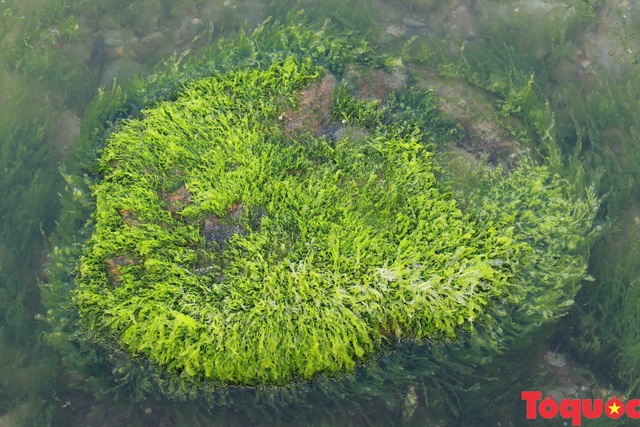 Đẹp ngỡ ngàng mùa rêu xanh tại rạn Nam Ô - Ảnh 4.