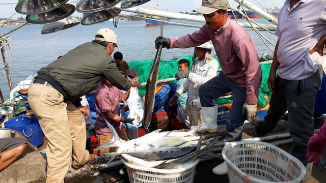 Quảng Trị: Ngư dân trúng đậm mẻ cá hơn 7 tỷ đồng ngày đầu năm - Ảnh 1.