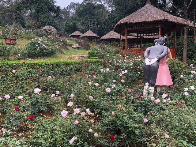 Miễn phí du khách tham quan vườn hồng lớn nhất Việt Nam tại Ba Vì - Ảnh 2.