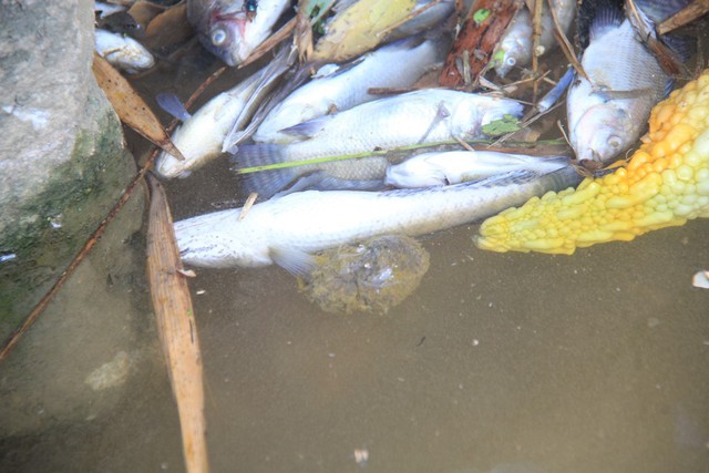 Cá chết nổi trắng kênh thủy lợi nghi do nhiễm thuốc trừ sâu - Ảnh 2.