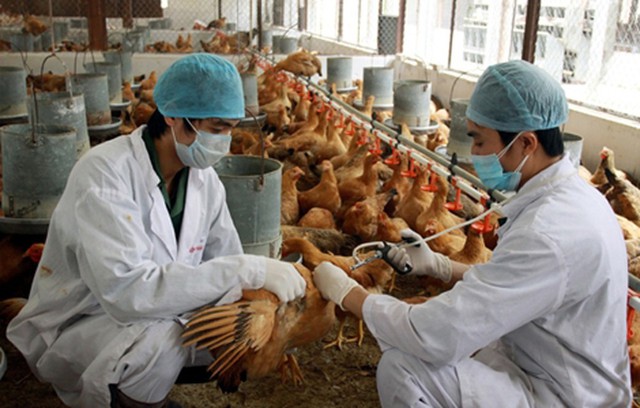 Hai trường hợp nhiễm cúm gia cầm H5N1 trong dịp Tết Nguyên Đán - Ảnh 1.