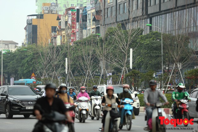 Chủ tịch TP Hà Nội lên tiếng về hàng cây phong trên phố Trần Duy Hưng trơ cành, héo úa - Ảnh 10.