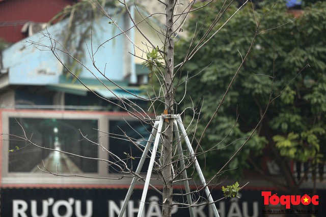 Chủ tịch TP Hà Nội lên tiếng về hàng cây phong trên phố Trần Duy Hưng trơ cành, héo úa - Ảnh 8.