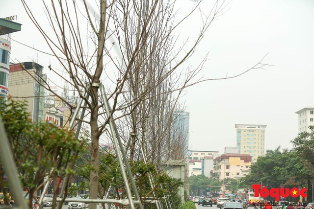 Chủ tịch TP Hà Nội lên tiếng về hàng cây phong trên phố Trần Duy Hưng trơ cành, héo úa - Ảnh 3.