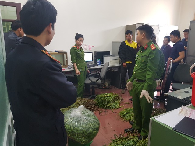 Lào Cai: Bốn thanh niên chung nhau trồng một nương cây thuốc phiện  - Ảnh 2.