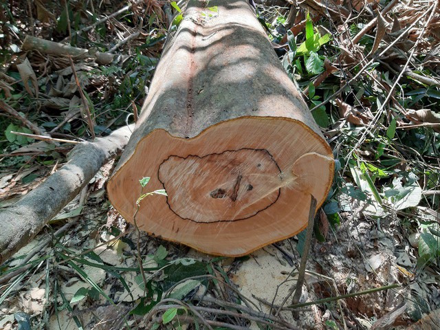Hàng chục cây gỗ chuồn bị đốn hạ ở rừng phòng hộ Sông Tranh, Ban Quản lý rừng chỉ bị...kiểm điểm  - Ảnh 4.