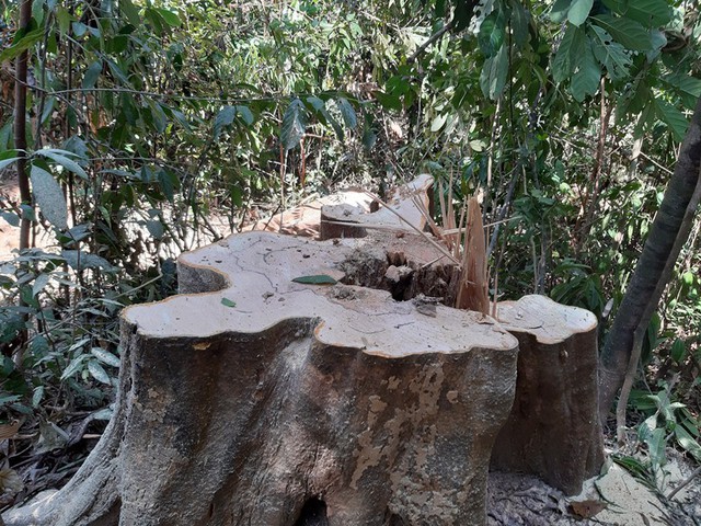 Hàng chục cây gỗ chuồn bị đốn hạ ở rừng phòng hộ Sông Tranh, Ban Quản lý rừng chỉ bị...kiểm điểm  - Ảnh 1.