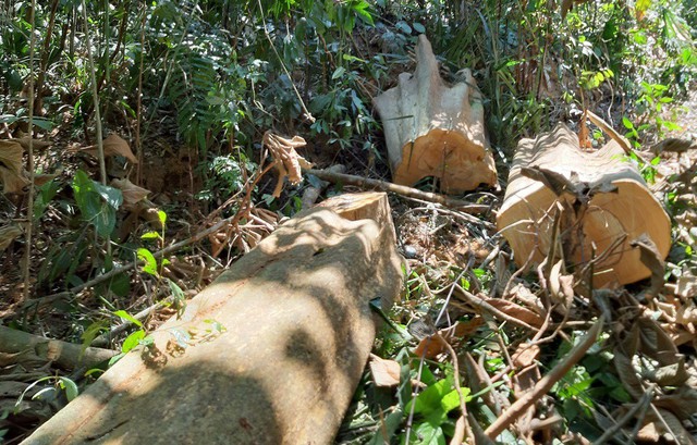 Hàng chục cây gỗ chuồn bị đốn hạ ở rừng phòng hộ Sông Tranh, Ban Quản lý rừng chỉ bị...kiểm điểm  - Ảnh 2.