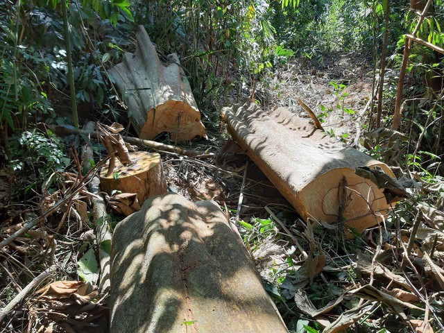 Hàng chục cây gỗ chuồn bị đốn hạ ở rừng phòng hộ Sông Tranh, Ban Quản lý rừng chỉ bị...kiểm điểm  - Ảnh 3.