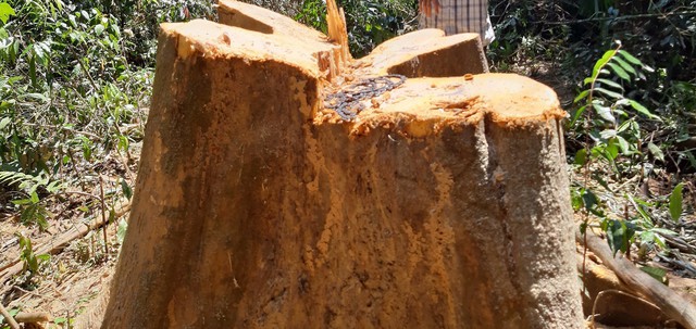 Hàng chục cây gỗ chuồn bị đốn hạ ở rừng phòng hộ Sông Tranh, Ban Quản lý rừng chỉ bị...kiểm điểm  - Ảnh 5.