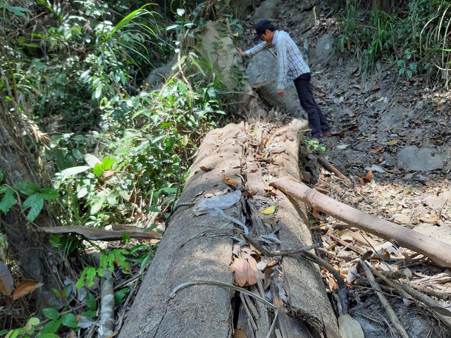 Hàng chục cây gỗ chuồn bị đốn hạ ở rừng phòng hộ Sông Tranh, Ban Quản lý rừng chỉ bị...kiểm điểm  - Ảnh 11.