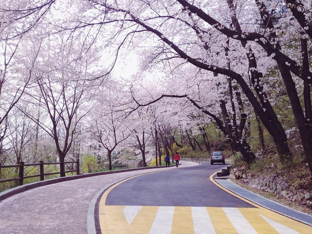 Tháng ba đến Hàn Quốc ngắm hoa anh đào - Ảnh 1.