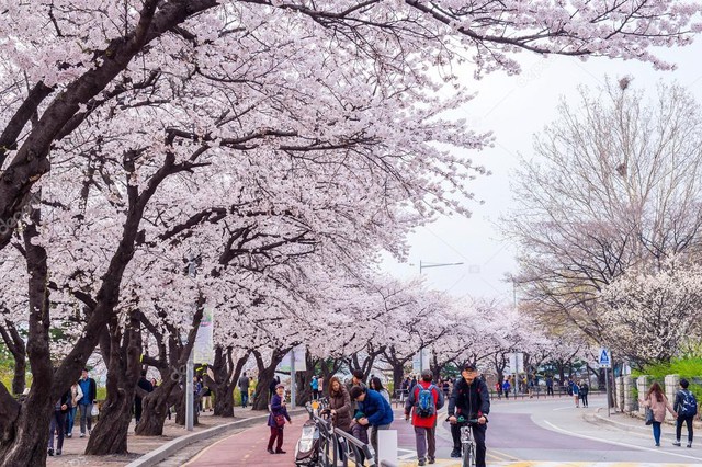 Tháng ba đến Hàn Quốc ngắm hoa anh đào - Ảnh 3.