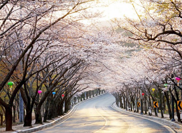 Tháng ba đến Hàn Quốc ngắm hoa anh đào - Ảnh 5.