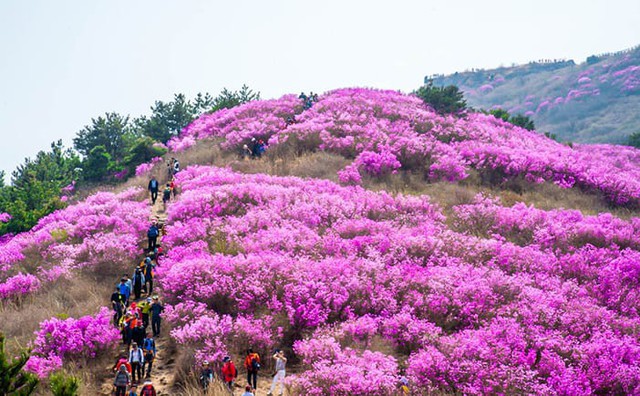 Những điểm đến đầy thu hút trong tiết trời xuân tại Hàn Quốc - Ảnh 13.