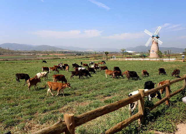  Công ty bò sữa Việt Nam thuộc Vinamilk lọt top tăng trưởng nhanh nhất Việt Nam  - Ảnh 4.