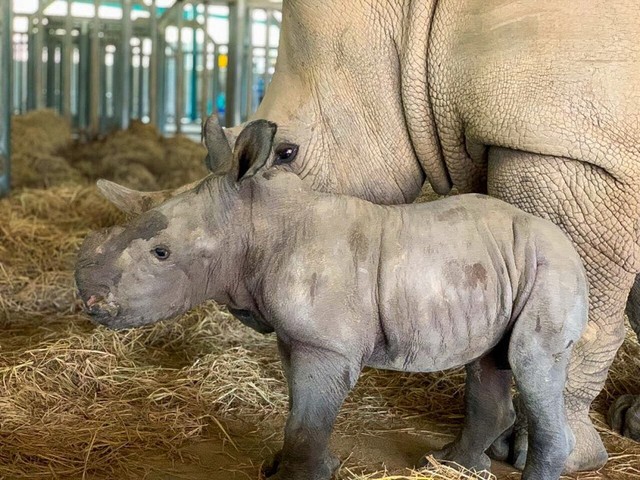 Vinpearl Safari Phú Quốc – 17 ngày đón 2 cá thể tê giác quý chào đời - Ảnh 1.