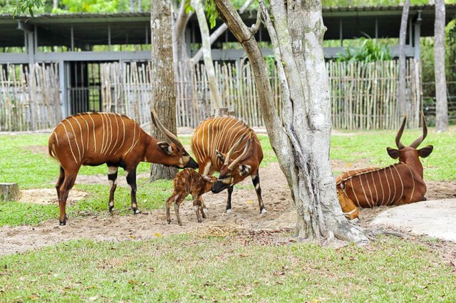 Vinpearl Safari Phú Quốc – 17 ngày đón 2 cá thể tê giác quý chào đời - Ảnh 6.