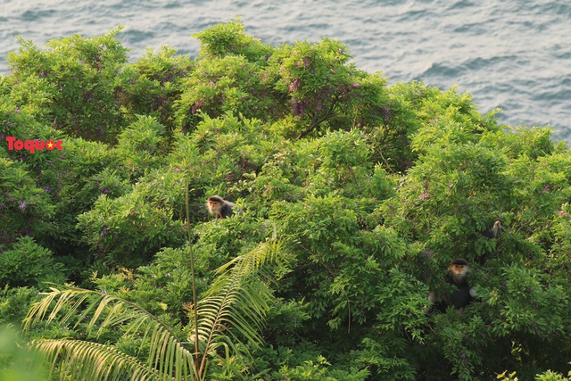 Mê mẩn mùa hoa tím trên bán đảo Sơn Trà - Ảnh 19.
