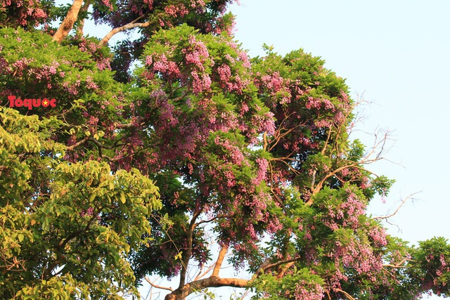 Mê mẩn mùa hoa tím trên bán đảo Sơn Trà - Ảnh 5.
