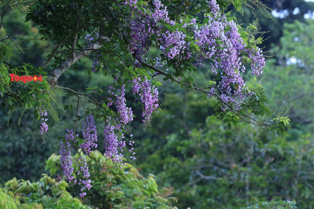Mê mẩn mùa hoa tím trên bán đảo Sơn Trà - Ảnh 7.